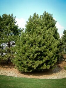 Сосна Чёрная (Pinus Nigra) купить по цене от 270.00р. в интернет-магазине «Посадика» с доставкой почтой в в Леснойе и по всей России – [изображение №1].