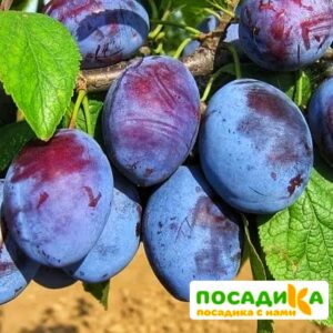 Слива Чачакская ранняя купить по цене от 229.00р. в интернет-магазине «Посадика» с доставкой почтой в в Леснойе и по всей России – [изображение №1].