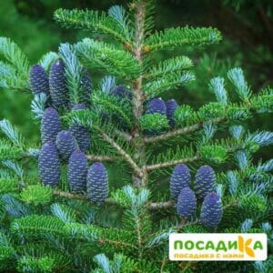 Пихта корейская (Abies koreana) купить по цене от 450.00р. в интернет-магазине «Посадика» с доставкой почтой в в Леснойе и по всей России – [изображение №1].