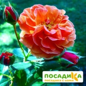 Роза Арабия купить по цене от 350.00р. в интернет-магазине «Посадика» с доставкой почтой в в Леснойе и по всей России – [изображение №1].