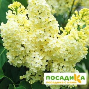 Сирень Примроуз (Primrose) купить по цене от 529.00р. в интернет-магазине «Посадика» с доставкой почтой в в Леснойе и по всей России – [изображение №1].