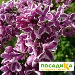 Сирень Сенсация купить по цене от 529.00р. в интернет-магазине «Посадика» с доставкой почтой в в Леснойе и по всей России – [изображение №1].