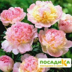 Пион Распберри Сандей (Paeonia Raspberry Sundae) купить по цене от 959р. в интернет-магазине «Посадика» с доставкой почтой в в Леснойе и по всей России – [изображение №1].