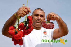 Клубника Гигант Джорнея купить по цене от 266р. в интернет-магазине «Посадика» с доставкой почтой в в Леснойе и по всей России – [изображение №1].