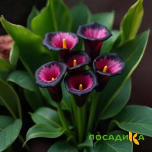 Калла Аура Лейс купить по цене от 400р. в интернет-магазине «Посадика» с доставкой почтой в в Леснойе и по всей России – [изображение №1].