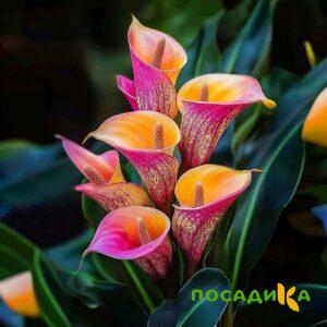 Калла Оникс купить по цене от 450р. в интернет-магазине «Посадика» с доставкой почтой в в Леснойе и по всей России – [изображение №1].