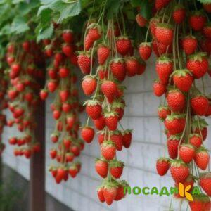 Клубника вьющаяся Комплимент купить по цене от 470р. в интернет-магазине «Посадика» с доставкой почтой в в Леснойе и по всей России – [изображение №1].