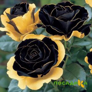 Роза Ханни Сикл купить по цене от 700р. в интернет-магазине «Посадика» с доставкой почтой в в Леснойе и по всей России – [изображение №1].