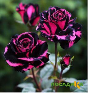 Роза Багровый Шепот купить по цене от 366р. в интернет-магазине «Посадика» с доставкой почтой в в Леснойе и по всей России – [изображение №1].
