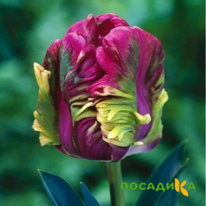 Тюльпан Экзотик Хэвен купить по цене от 186р. в интернет-магазине «Посадика» с доставкой почтой в в Леснойе и по всей России – [изображение №1].