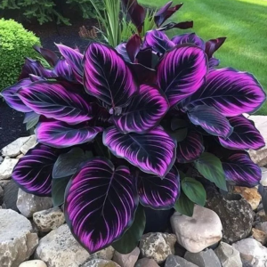 Хоста Люминоза купить по цене от 450р. в интернет-магазине «Посадика» с доставкой почтой в в Леснойе и по всей России – [изображение №1].