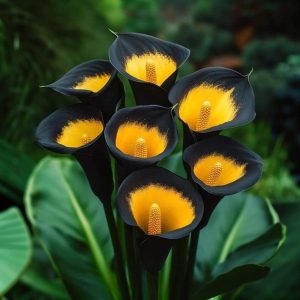 Калла Легато купить по цене от 620р. в интернет-магазине «Посадика» с доставкой почтой в в Леснойе и по всей России – [изображение №1].