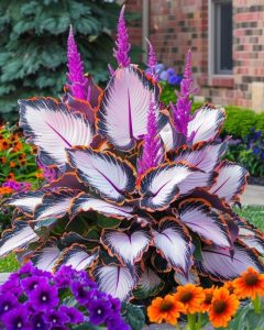 Хоста Кримэн Дрим купить по цене от 549р. в интернет-магазине «Посадика» с доставкой почтой в в Леснойе и по всей России – [изображение №1].