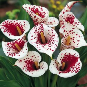 Калла Эмпайр купить по цене от 302р. в интернет-магазине «Посадика» с доставкой почтой в в Леснойе и по всей России – [изображение №1].