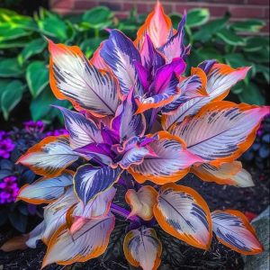 Хоста Эмеральд Тиара купить по цене от 602р. в интернет-магазине «Посадика» с доставкой почтой в в Леснойе и по всей России – [изображение №1].