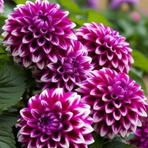 Георгин Кристал Корт купить по цене от 602р. в интернет-магазине «Посадика» с доставкой почтой в в Леснойе и по всей России – [изображение №1].