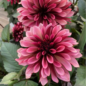 Георгин Перли Сансет купить по цене от 309р. в интернет-магазине «Посадика» с доставкой почтой в в Леснойе и по всей России – [изображение №1].