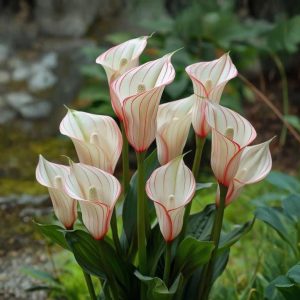 Калла Глейшер купить по цене от 299р. в интернет-магазине «Посадика» с доставкой почтой в в Леснойе и по всей России – [изображение №1].