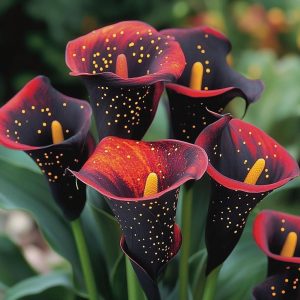 Калла Нуар купить по цене от 299р. в интернет-магазине «Посадика» с доставкой почтой в в Леснойе и по всей России – [изображение №1].