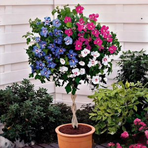 Гибискус-Дерево Триколор купить по цене от 289р. в интернет-магазине «Посадика» с доставкой почтой в в Леснойе и по всей России – [изображение №1].