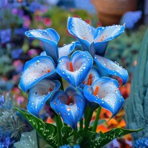 Калла Портрейт купить по цене от 292р. в интернет-магазине «Посадика» с доставкой почтой в в Леснойе и по всей России – [изображение №1].