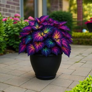 Хоста Фрости Блю купить по цене от 389р. в интернет-магазине «Посадика» с доставкой почтой в в Леснойе и по всей России – [изображение №1].