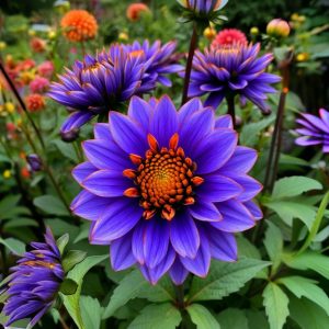 Георгин Лазурит купить по цене от 799р. в интернет-магазине «Посадика» с доставкой почтой в в Леснойе и по всей России – [изображение №1].