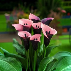 Калла Энигма купить по цене от 291р. в интернет-магазине «Посадика» с доставкой почтой в в Леснойе и по всей России – [изображение №1].