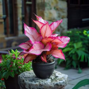 Хоста Розовая Симфония купить по цене от 800р. в интернет-магазине «Посадика» с доставкой почтой в в Леснойе и по всей России – [изображение №1].