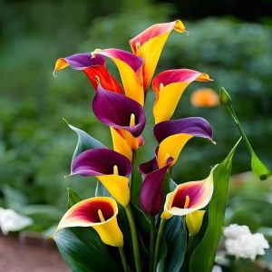 Калла Кристалл купить по цене от 450р. в интернет-магазине «Посадика» с доставкой почтой в в Леснойе и по всей России – [изображение №1].