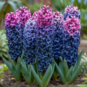 Гиацинт Блю Спринг купить по цене от 2099р. в интернет-магазине «Посадика» с доставкой почтой в в Леснойе и по всей России – [изображение №1].