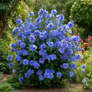 Гибискус Сансет Блоссом купить по цене от 248р. в интернет-магазине «Посадика» с доставкой почтой в в Леснойе и по всей России – [изображение №1].