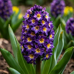 Гиацинт Вельвет Колор купить по цене от 2099р. в интернет-магазине «Посадика» с доставкой почтой в в Леснойе и по всей России – [изображение №1].