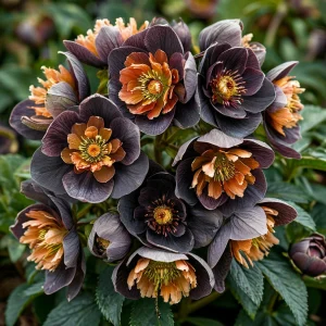 Морозник Блум Айс купить по цене от 499р. в интернет-магазине «Посадика» с доставкой почтой в в Леснойе и по всей России – [изображение №1].