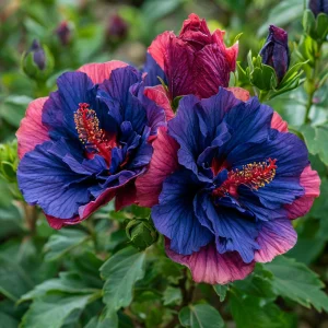 Гибискус Роуз Шайн купить по цене от 360р. в интернет-магазине «Посадика» с доставкой почтой в в Леснойе и по всей России – [изображение №1].