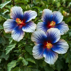 Гибискус Илюжн Вилью купить по цене от 259р. в интернет-магазине «Посадика» с доставкой почтой в в Леснойе и по всей России – [изображение №1].