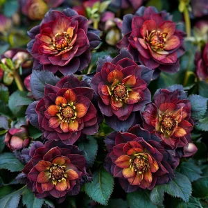 Морозник Сноу Дроп купить по цене от 348р. в интернет-магазине «Посадика» с доставкой почтой в в Леснойе и по всей России – [изображение №1].