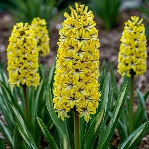 Гиацинт Сансет Голд купить по цене от 2099р. в интернет-магазине «Посадика» с доставкой почтой в в Леснойе и по всей России – [изображение №1].