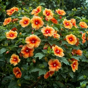 Гибискус Кристал Рэй купить по цене от 458р. в интернет-магазине «Посадика» с доставкой почтой в в Леснойе и по всей России – [изображение №1].