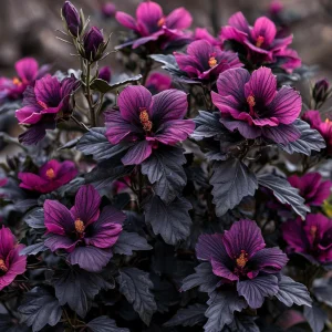 Гибискус Корал Чарм купить по цене от 271р. в интернет-магазине «Посадика» с доставкой почтой в в Леснойе и по всей России – [изображение №1].