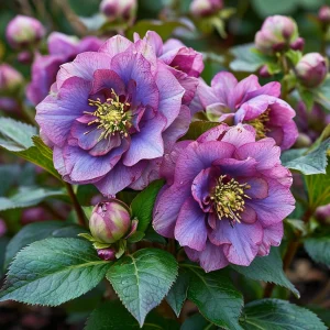 Морозник Айс Принцесс Чарм купить по цене от 650р. в интернет-магазине «Посадика» с доставкой почтой в в Леснойе и по всей России – [изображение №1].