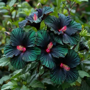 Гибискус Пикок Плюм купить по цене от 490р. в интернет-магазине «Посадика» с доставкой почтой в в Леснойе и по всей России – [изображение №1].