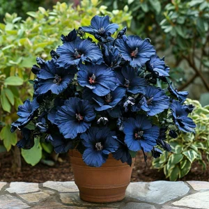 Гибискус Селестиал Флейм купить по цене от 326р. в интернет-магазине «Посадика» с доставкой почтой в в Леснойе и по всей России – [изображение №1].