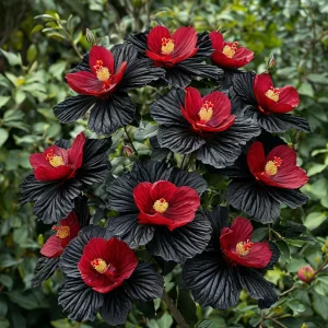 Гибискус Ройял Афеа купить по цене от 460р. в интернет-магазине «Посадика» с доставкой почтой в в Леснойе и по всей России – [изображение №1].