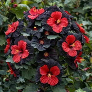 Гибискус Шиммеринг купить по цене от 720р. в интернет-магазине «Посадика» с доставкой почтой в в Леснойе и по всей России – [изображение №1].