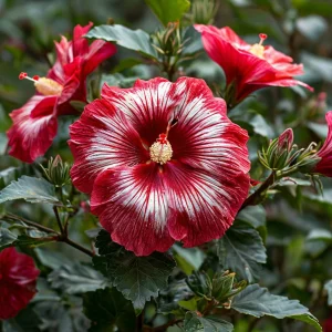 Гибискус Пурпл Мистик купить по цене от 360р. в интернет-магазине «Посадика» с доставкой почтой в в Леснойе и по всей России – [изображение №1].