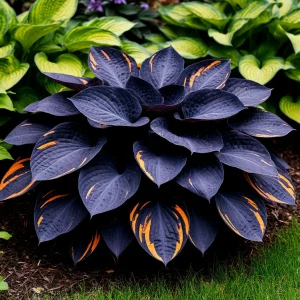 Хоста Умбра купить по цене от 349р. в интернет-магазине «Посадика» с доставкой почтой в в Леснойе и по всей России – [изображение №1].