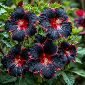 Гибискус садовый Файер Дэнсер купить по цене от 450р. в интернет-магазине «Посадика» с доставкой почтой в в Леснойе и по всей России – [изображение №1].