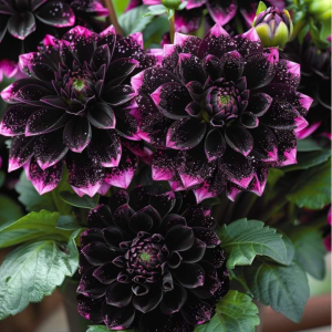 Георгин Лаванда Лейс купить по цене от 679р. в интернет-магазине «Посадика» с доставкой почтой в в Леснойе и по всей России – [изображение №1].