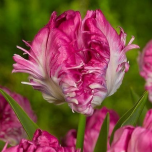 Тюльпан махровый Кул Кристал купить по цене от 400р. в интернет-магазине «Посадика» с доставкой почтой в в Леснойе и по всей России – [изображение №1].